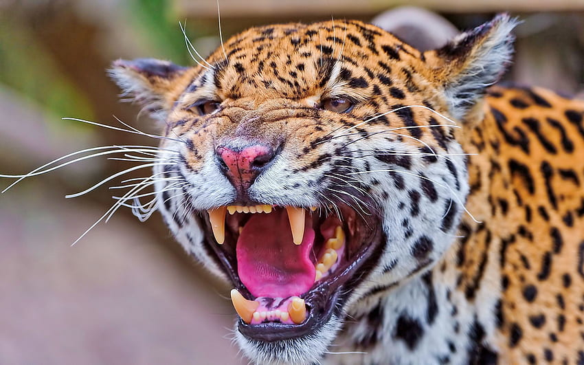 Zwierzęta, Jaguar, Uśmiech, Pysk, Gniew Tapeta HD