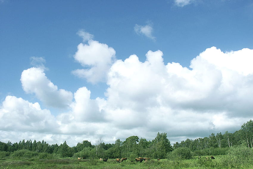 Cows under blue sky, blue, threes, cows, animals, sky, nature HD wallpaper