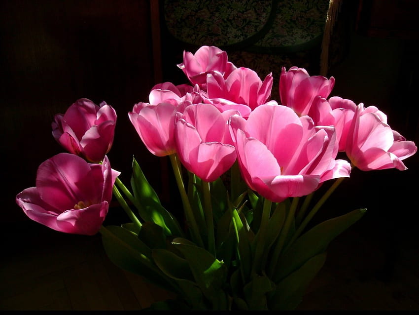 Rosa, tulipán, hermoso, flores. fondo de pantalla