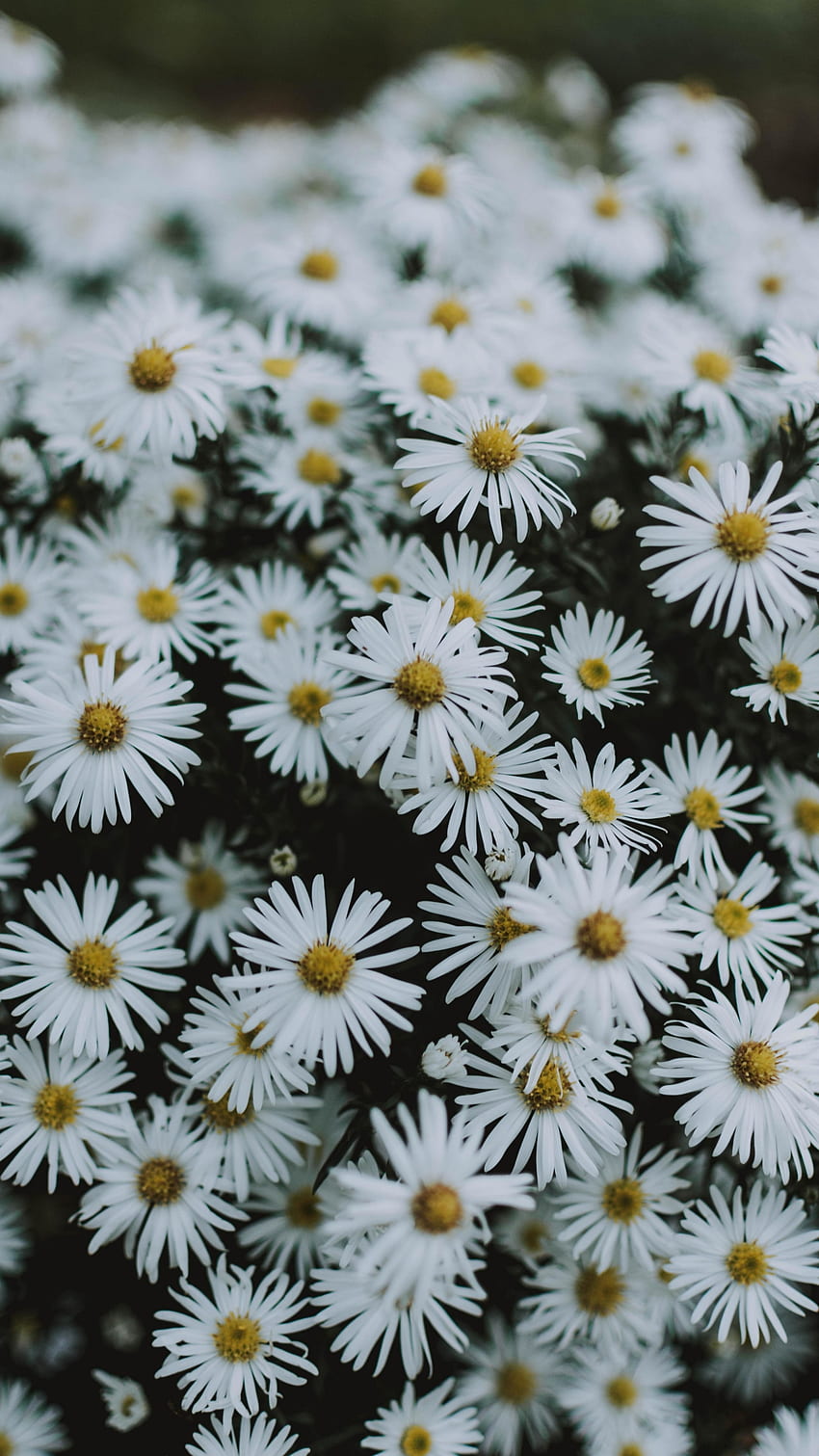 White Flowers, Wildflowers HD phone wallpaper | Pxfuel