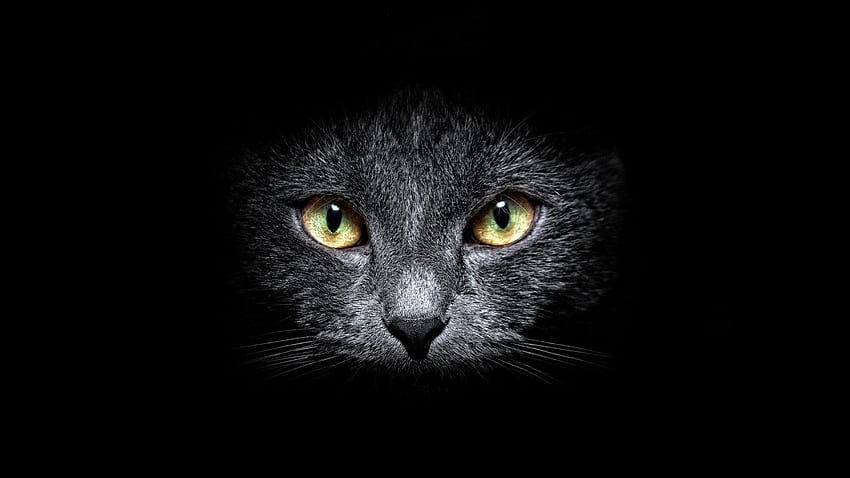 Black Cat in the Dark PC and Mac HD wallpaper | Pxfuel