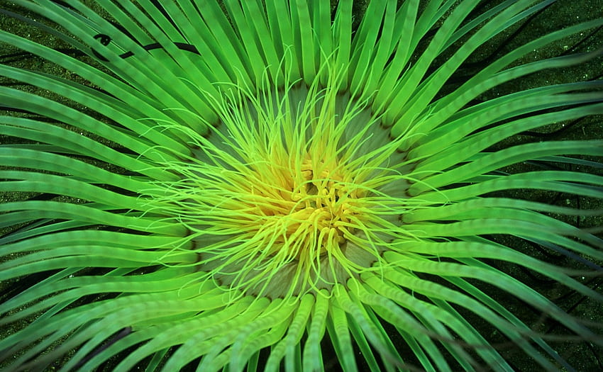 Sea anemones HD wallpapers | Pxfuel
