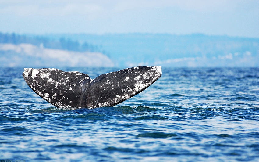 สัตว์ ท้องฟ้า ทะเล มหาสมุทร เด้ง กระโดด ปลาวาฬ วอลล์เปเปอร์ HD