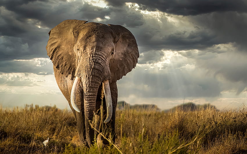 코끼리, 동물, 자연, 필드 HD 월페이퍼