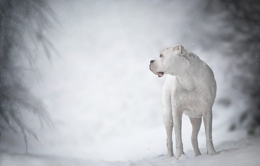 winter, white, dog, bokeh, boxer for , section собаки, Dogo Argentino HD wallpaper