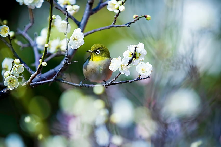 Bird, bokeh, flower, spring, pasari HD wallpaper
