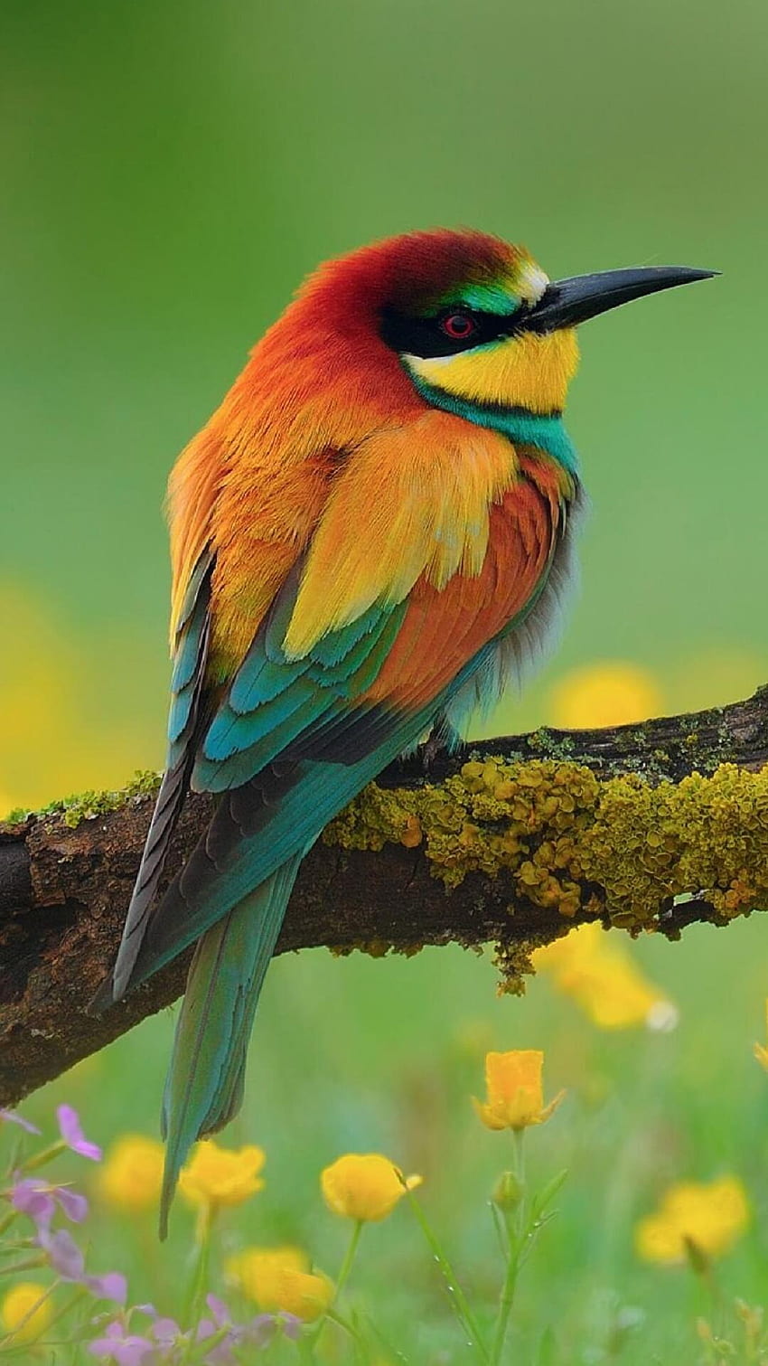 Beautiful Birds For Android Apk - Beautiful Full Birds - & Background, Beautiful Bird and Flower HD phone wallpaper