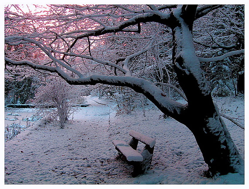 Winter view, winter, river, bench, snow, cold, pink sky, tree HD wallpaper