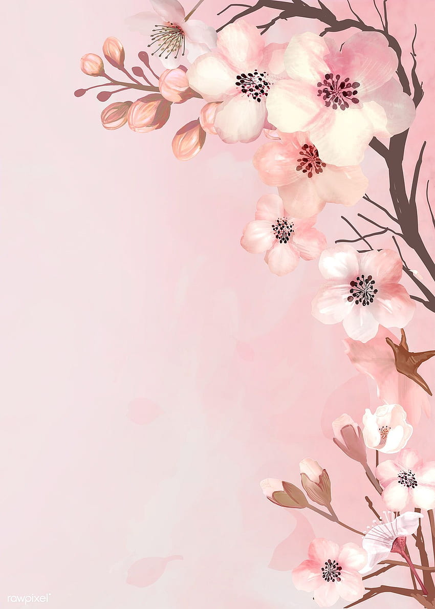 Pembe üzerine elle çizilmiş kiraz çiçeklerinin premium illüstrasyonu. Bunga sakura, Kartu bunga, Lukisan bunga, Pastel Kiraz Çiçeği HD telefon duvar kağıdı