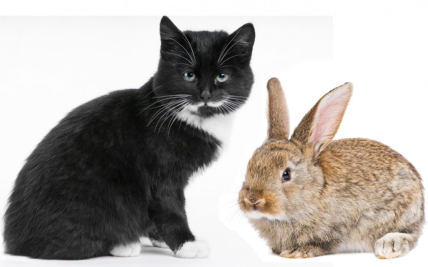 Friends, animal, bunny, white, black, brown, cute, cat, rabbit HD wallpaper