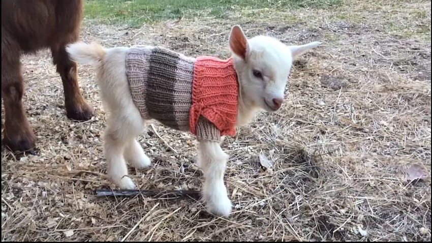 KNOW AND TELL: Three Baby Goats Frolic In Tiny Hand Knit Sweaters ABC7 San Francisco, Cute Baby Goat HD wallpaper