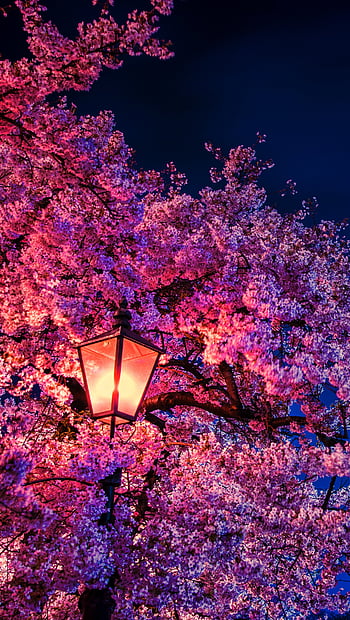 Download Take In The View Of Beautiful Cherry Blossoms At Night Wallpaper |  Wallpapers.com