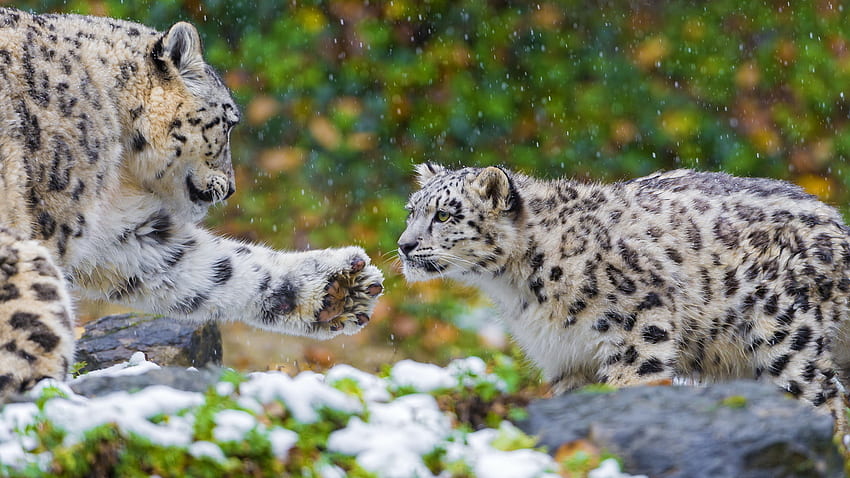 snow leopard, couple, mother, irbis, snow leopard, family, predator, Leopard Family HD wallpaper