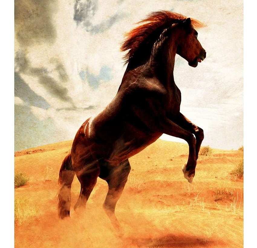 Unbezwingbar, Mustang, Pferde, Kastanie, wild HD-Hintergrundbild