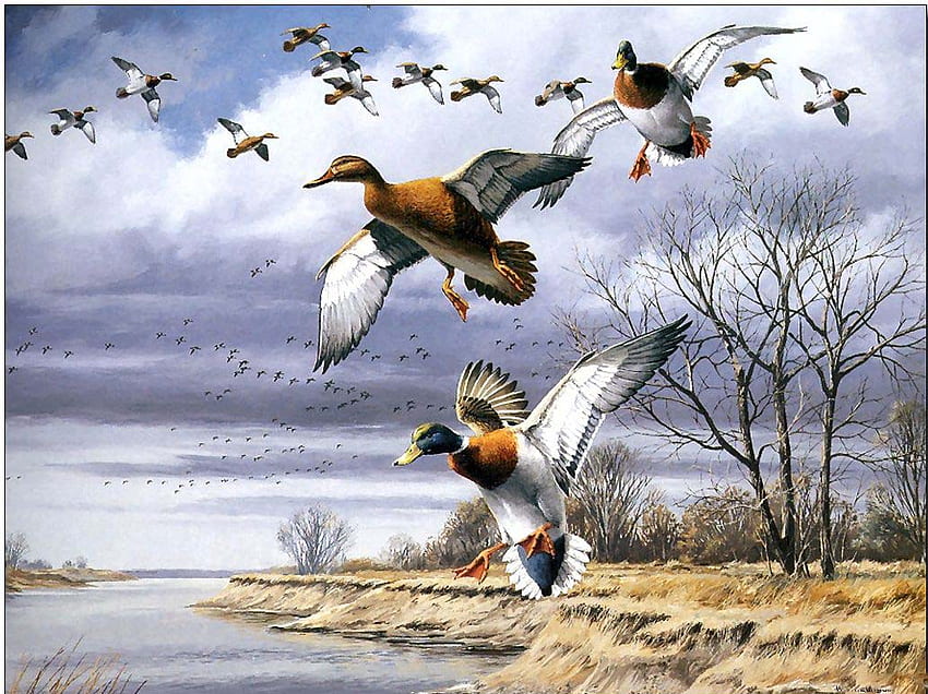 Ducks in the wild, woods, animals, trees, sky, nature, water HD wallpaper