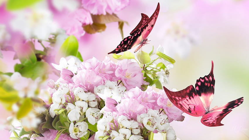 Spring Bright, butterflies, pink, blossoms, flowers, blooms, spring HD wallpaper