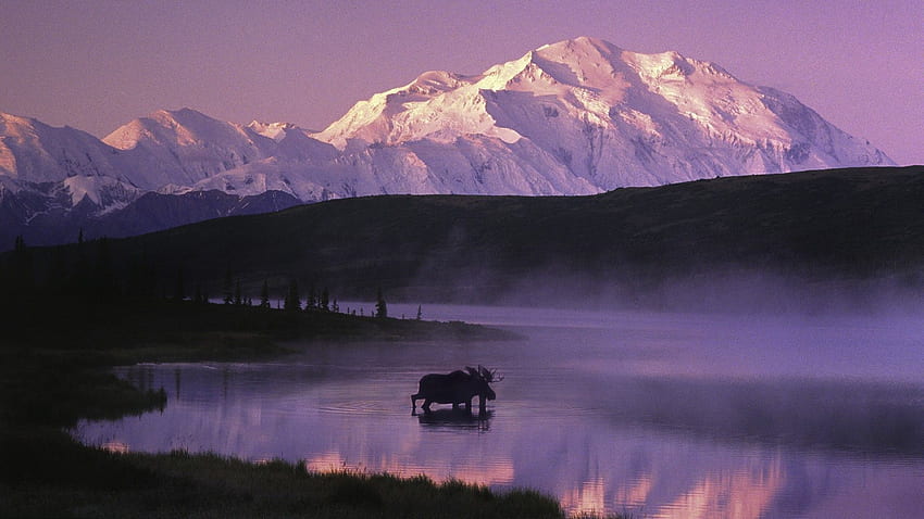 Alaska.. national, preserve, , alaska, background, - 756961. Alaska , Alaska , Denali national park and preserve, Alaska Moose HD wallpaper