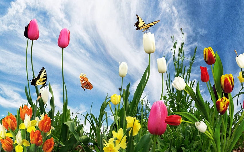 flowers, butterflies, fun, cool, beautiful, nature HD wallpaper