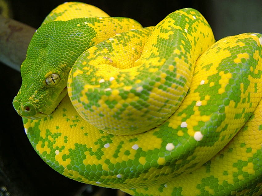 PYTHON POHON HIJAU KUNING TINGGI, ular, sisik, kuning, ular, python pohon hijau, python, constritors Wallpaper HD