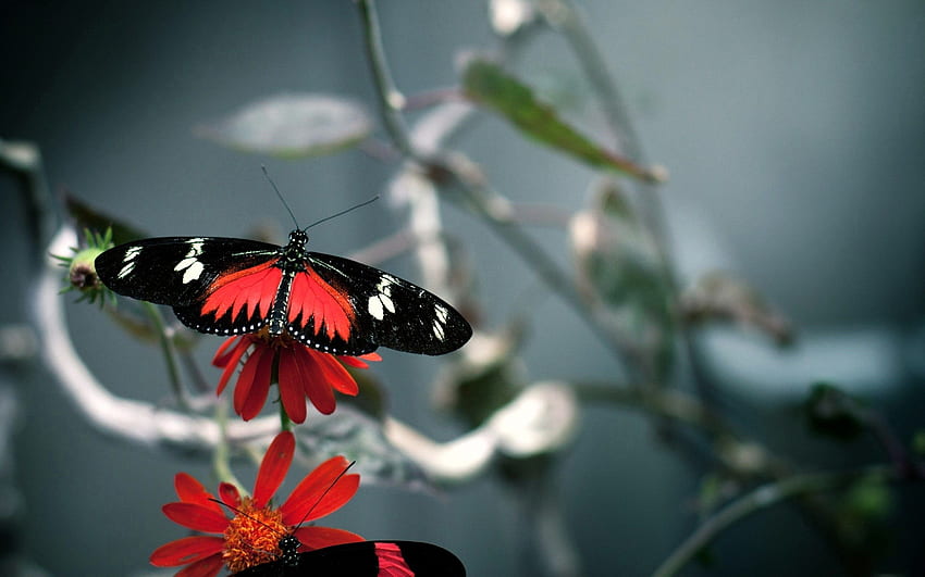 fondo de mariposa negra y roja