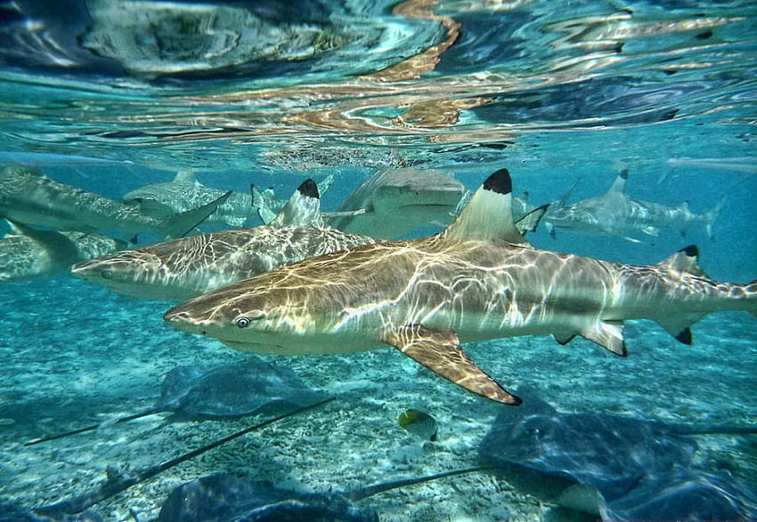 Schönheit Unterwasser, blau, Meer, Unterwasser, schön, Fisch, Hai, Wasser HD-Hintergrundbild