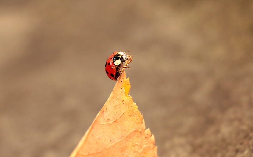 Autumn, Leaves, Macro, Ladybird, Ladybug HD wallpaper