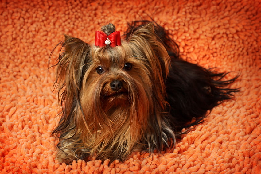 Animals, Fluffy, Dog, Muzzle, Yorkshire Terrier HD wallpaper