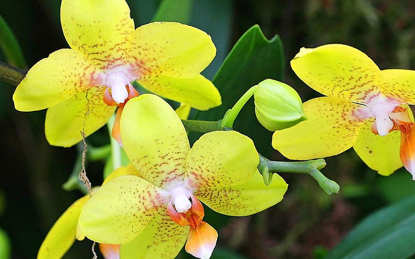 Gelbe Orchideen - Blume, grüne Orchidee HD-Hintergrundbild