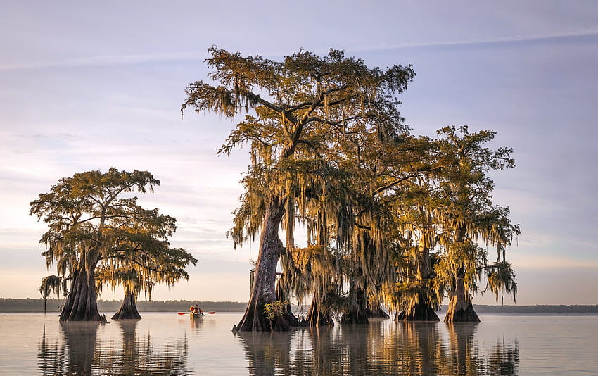 Съединени щати, Caddo Lake, Луизиана. Предистория, Пролетна Луизиана HD тапет