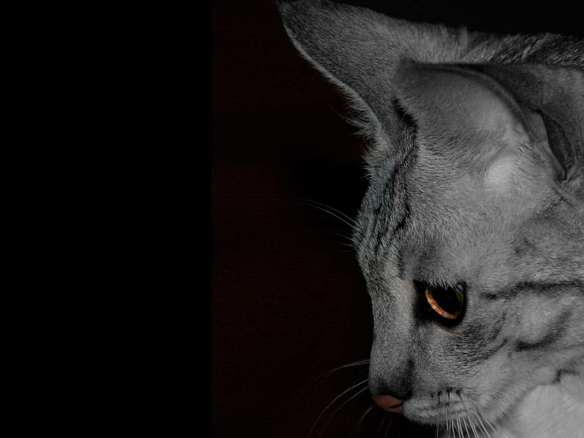 Mon beau chat, animal, gris, noir et blanc, serval, yeux marrons, chat Fond d'écran HD