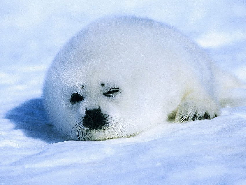 Baby Harp Seal - Animals Planent. Cute seals, Cute baby animals, Baby animals HD wallpaper