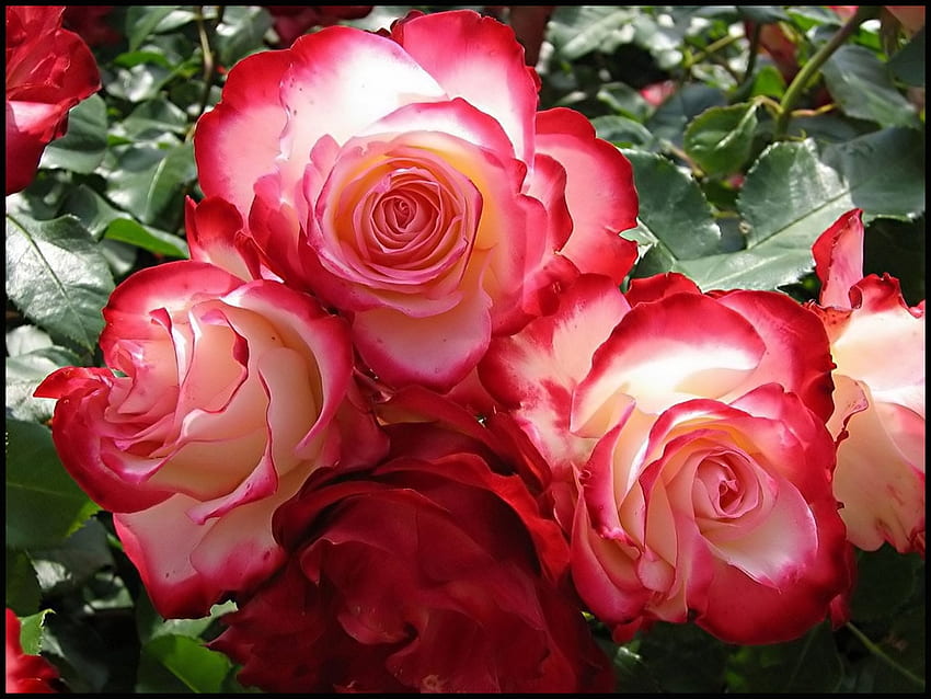 Roses roses et blanches, pétales, rouges, gouttes, nature, fleurs, rosée, macro Fond d'écran HD