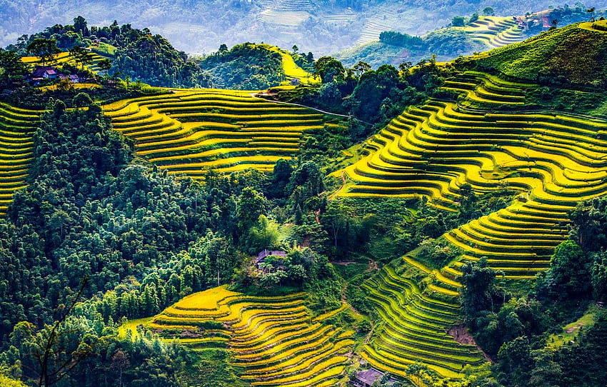 Greens, the sun, trees, mountains, field, houses, Vietnam, forest, the ...