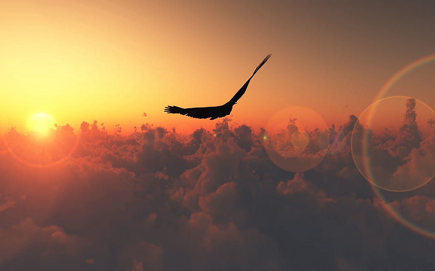 Dom, Natur, Sonne, Wolken, Blendung, Vogel, Flug, Höhe HD-Hintergrundbild