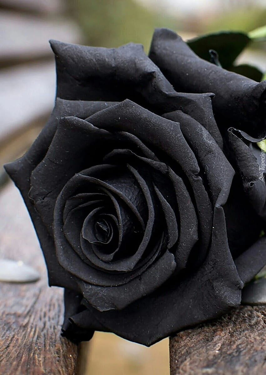 Flor De Rosa Negra, Rosas Negras fondo de pantalla del teléfono