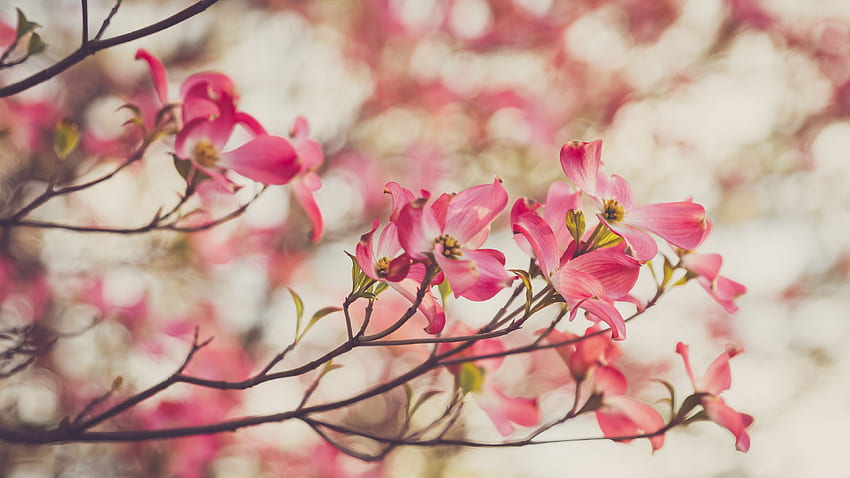 Petali di fiori di corniolo rosa chiaro rami di albero sfocatura Bokeh fiori Sfondo HD