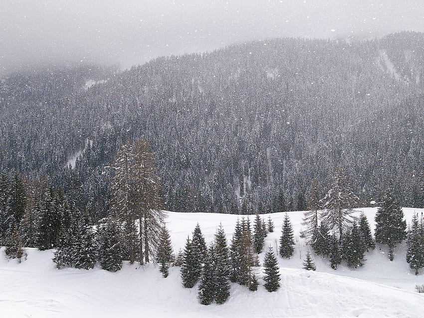 冬, 自然, 山, 針葉樹, 針葉樹の, 森林 高画質の壁紙