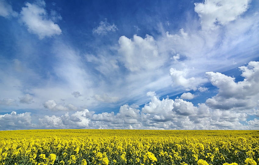 sky, field, nature, flowers, clouds, landscapes, blur HD wallpaper