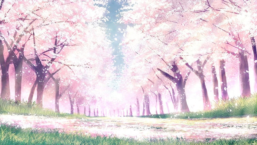 Anime Landscape, Spring, Cherry Blossom, Sakura Bloom, Trees, Path for fondo de pantalla