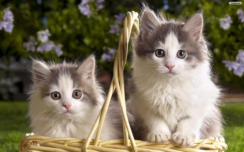 Kediler Â· Kediler Cute Cat And Kitten Kediler Kittens HD duvar kağıdı