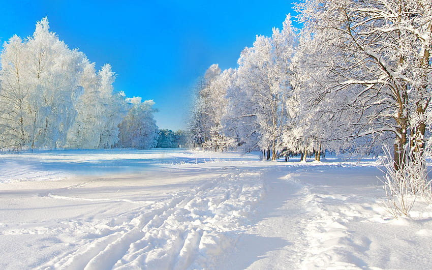 Winter Full - White Nature papel de parede HD