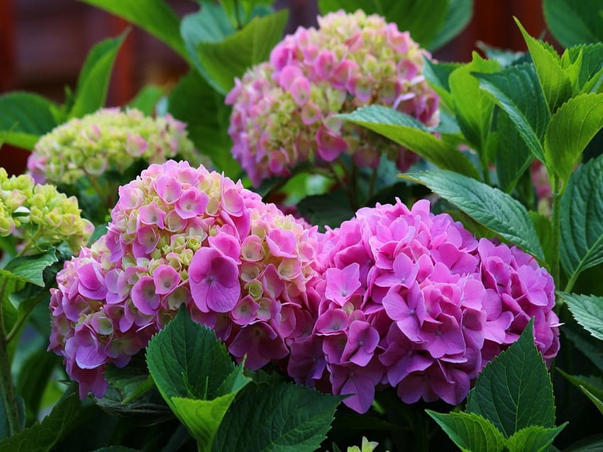 Pink Hydrangea, Leaves, Plant, Flowers, Nature, Pink HD wallpaper