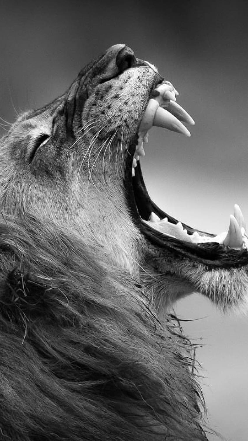 Grayscale graphy of adult lion , monochrome, fangs, animal • For You For & Mobile, Pink Lion HD phone wallpaper