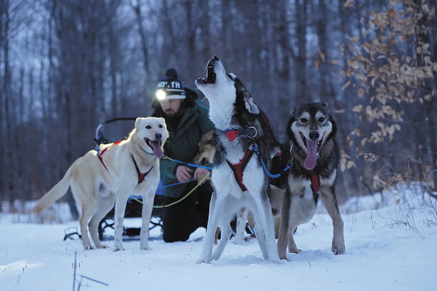 Dog sled secrets: Wearing mascara, 10,000 calorie diet, more, Sled Dogs HD wallpaper