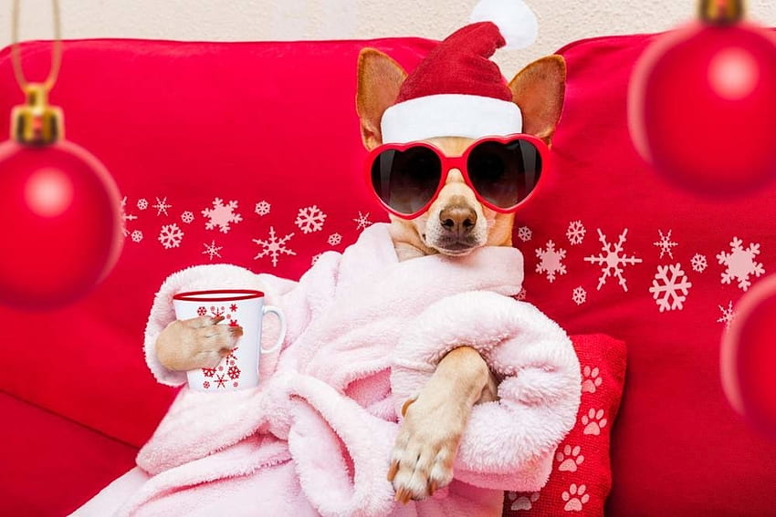 :D, dog, animal, white, craciun, cup, jack russell terrier, sunglasses, ball, christmas, red, funny, spa, santa, hat, caine HD wallpaper