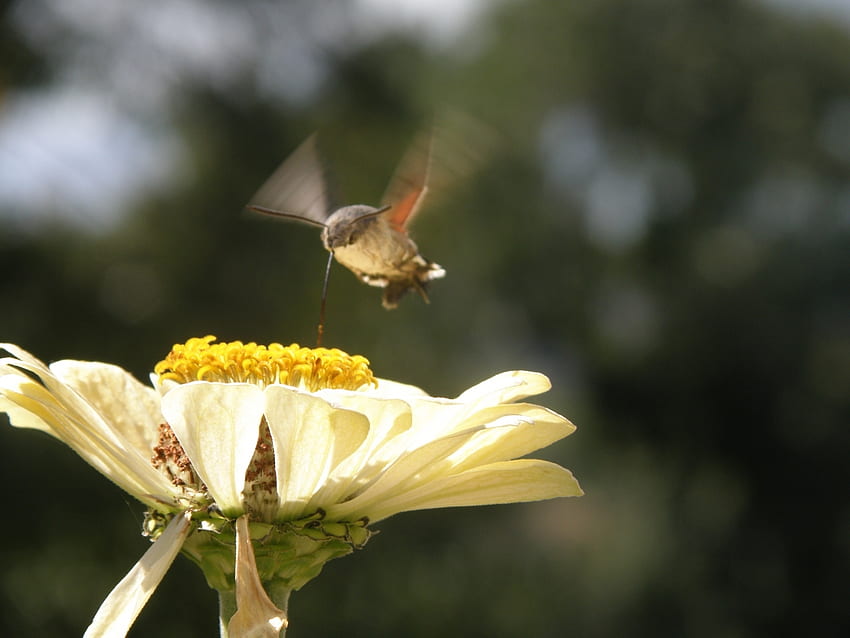 Animals, Birds, Humming-Birds HD wallpaper