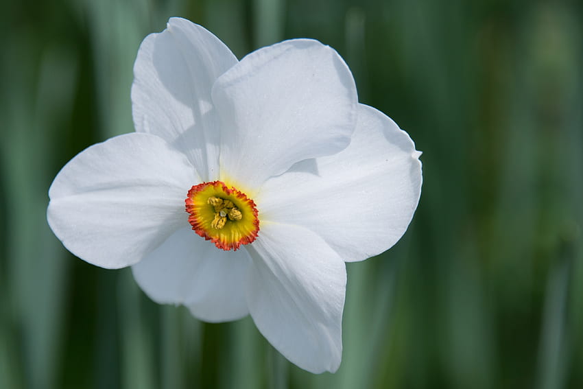 Blume, Makro, Knospe, Narzisse HD-Hintergrundbild
