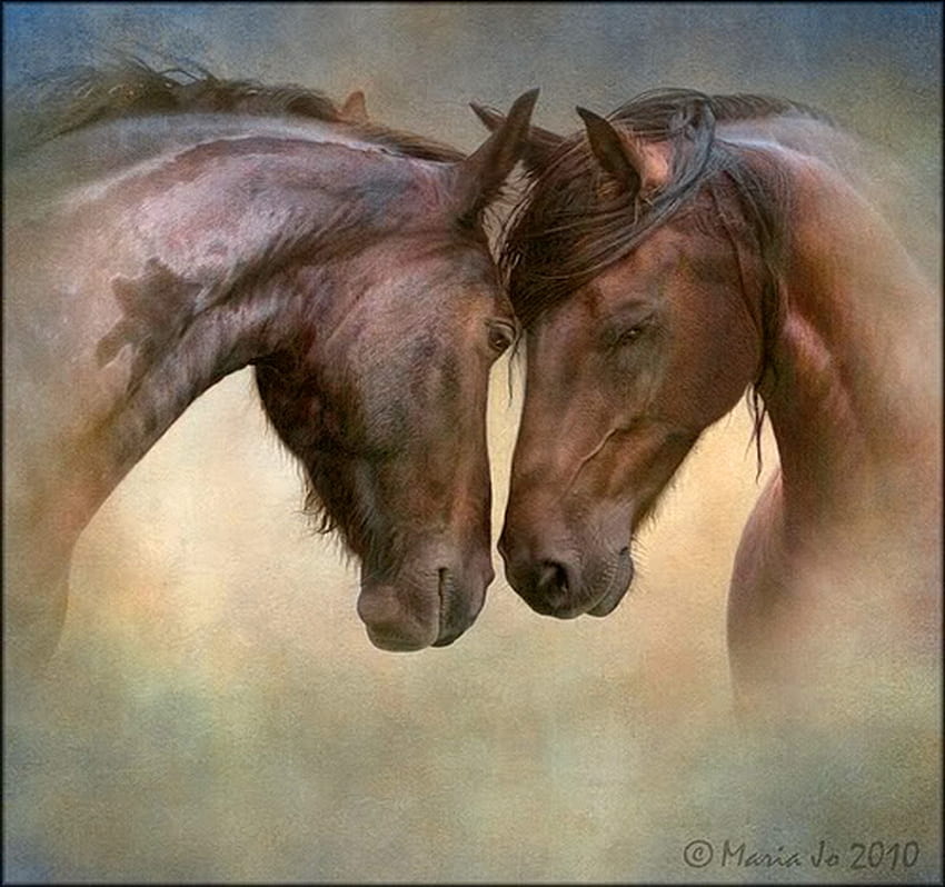 Pair, horses, affection, brown and black HD wallpaper