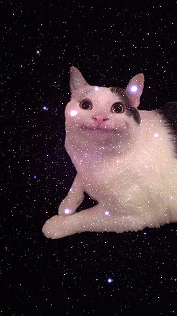 Meme cat HD wallpapers  Pxfuel