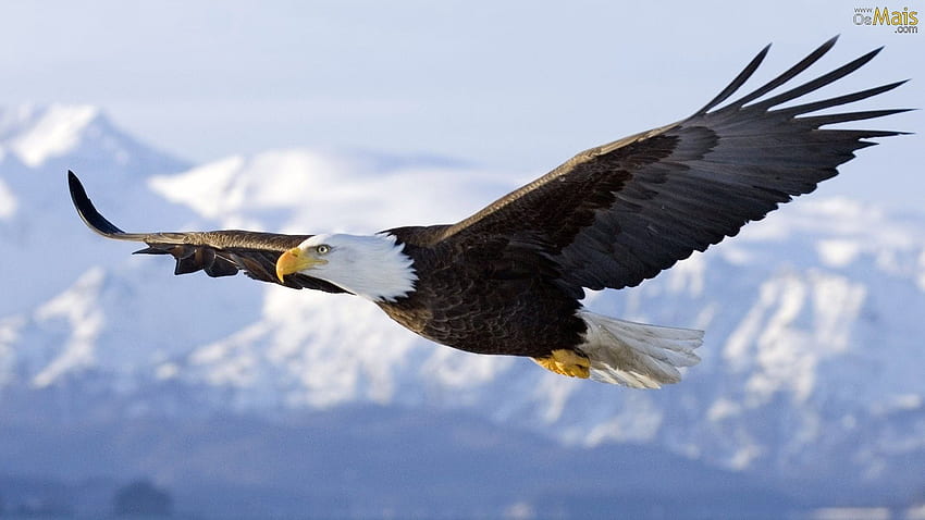águia. Bald eagle, Eagle in flight, Native Eagle HD wallpaper